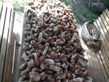 Рекордний «улов»: на Волині чоловік назбирав повні кошики білих грибів. ФОТО