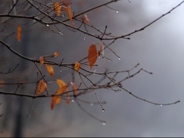 Погода в Луцьку та Волинській області на п’ятницю, 15 грудня