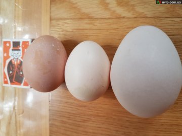 Волинянин знайшов у курнику гігантське яйце
