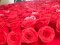 Шість сотень троянд стануть окрасою Луцького зоопарку у День святого Валентина