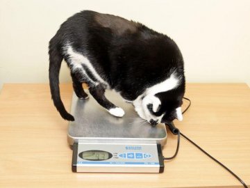 У Британії кішку посадили на сувору дієту