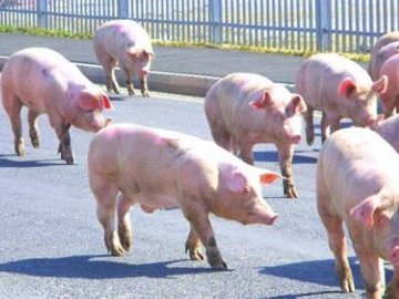 У Франції перекинулася вантажівка зі свинями - утворився затор на 7 км 