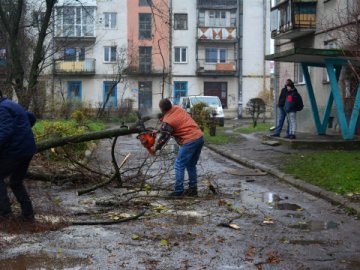 У Володимирі-Волинському зрізатимуть аварійні дерева