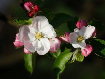 Квіткова аномалія: у Луцьку зацвіла яблуня. ВІДЕО