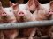 На Київщині виявили африканську чуму свиней