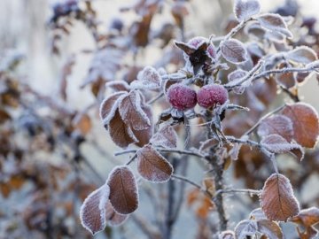 В Україну завтра, 17 листопада, прийдуть перші морози