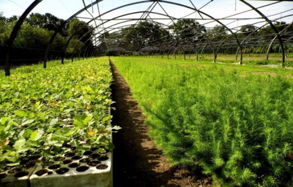 Волинський лісорозсадник - один з найбільших в Україні. ФОТО Волинський лісорозсадник - один з найбільших в Україні. ФОТО