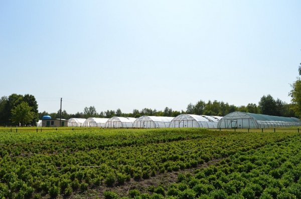 Волинський лісорозсадник - один з найбільших в Україні. ФОТО Волинський лісорозсадник - один з найбільших в Україні. ФОТО