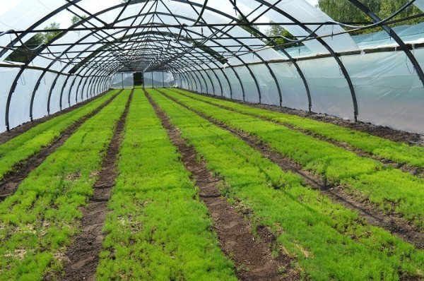 Волинський лісорозсадник - один з найбільших в Україні. ФОТО Волинський лісорозсадник - один з найбільших в Україні. ФОТО