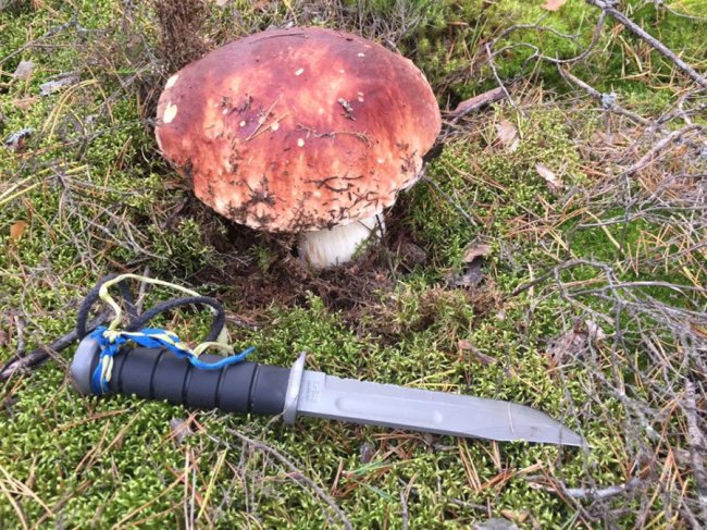 Волинський волонтер знайшов велетенського гриба. ФОТО