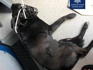 У Луцьку поліцейські допомагали рятувати собаку, якого збив легковик