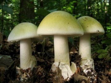 Отруєння грибами: Україну накриє хвиля