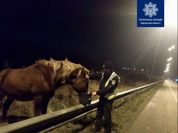 Поблизу траси біля Дубна вже декілька днів стоїть прив'язаний кінь: патрульні шукають господаря