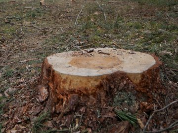 Здорові зрізали, сухі лишили: у лісгоспі на Волині виявили незаконну рубку дерев