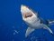 Напад акули на українських туристів у Єгипті: подробиці жахливого інциденту