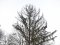 На чотирьох локаціях Луцька до кінця грудня зріжуть аварійні та хворі дерева