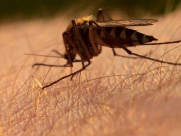 Через укус комара в тілі жінки поселився паразит