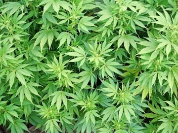 На Запоріжжі СБУ виявила плантацію елітної марихуани вартістю 15 мільйонів гривень