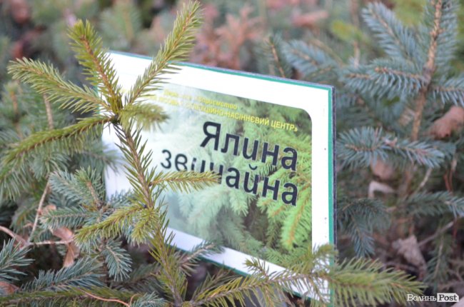 Як поблизу Луцька вирощують новорічні ялинки та сосни. ФОТО