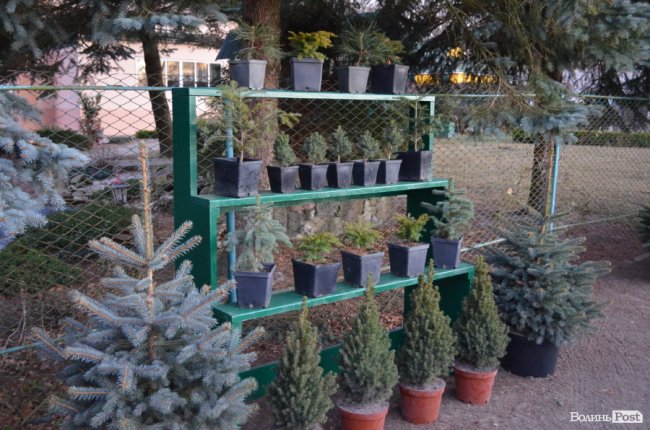 Як поблизу Луцька вирощують новорічні ялинки та сосни. ФОТО