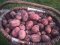 На Волині сім'я вже зібрала урожай картоплі, яку посадили на початку березня