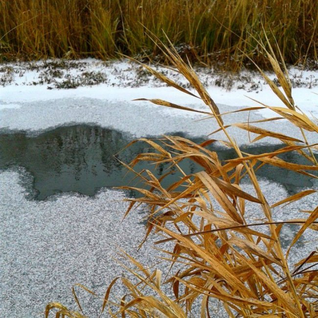 Перші подихи зими на Волині у об'єктиві фотографа