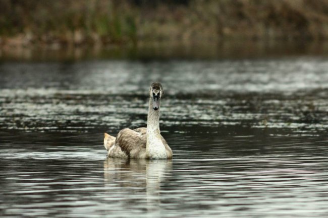 Лебеді залишилися зимувати на волинському озері. ФОТО