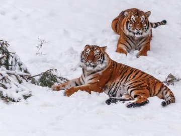 «Котиків вам у стрічку»: опублікували фото тигрів у Луцькому зоопарку