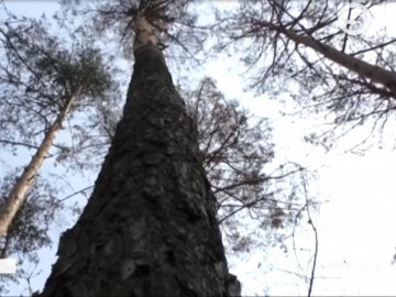 Волинські ліси всихають тисячами гектарів