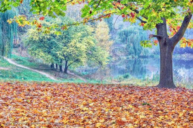 Пора яскравих кольорів минає: фотограф показав золоту осінь у Луцьку