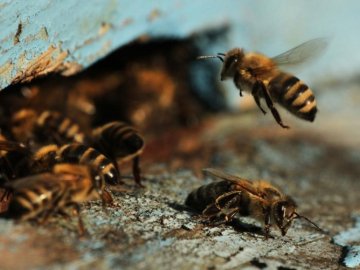 На Волині екс-міліціонер лікує дзижчанням бджіл