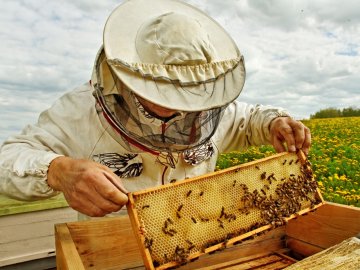 Волинські бджолярі можуть отримати дотацію за пасіку