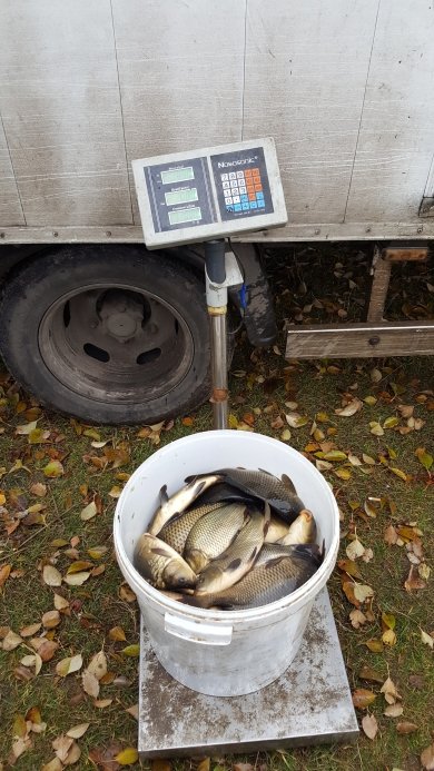 У волинське водосховище випустили 359 кілограмів риби