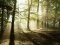 Волинські ліси від вирубки охороняють учасники АТО 