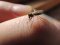 Нашестя кліщів та комарів на Волині: чим небезпечні укуси і як вберегтися