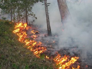Пожежа у лісі – страшна біда. Не допустіть її!