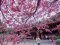  Цвітіння сакури в  Японії: неймовірні фото