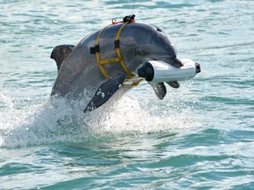 Українські бойові дельфіни у Криму не підкорилися росіянам і загинули