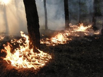 На Волині - пік лісових пожеж 