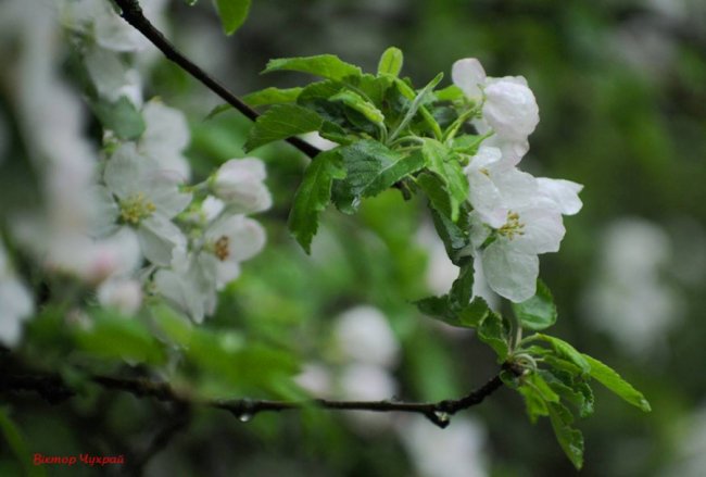 Весняні краплинки: волинський фотограф показав ніжну красу дощового Луцька. ФОТО