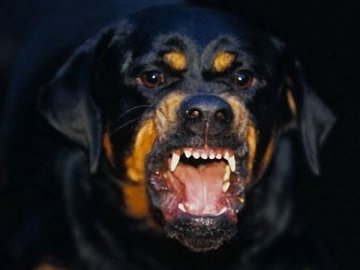 У Луцьку агресивний собака напав на дитину