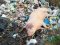 У Рожищенському районі   люди викидають на сміттєзвалище туші свиней. ФОТО