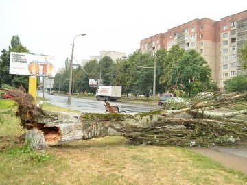 Через негоду в Луцьку падали дерева та провалювався асфальт