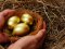 «Не просте, а золоте»: завищені ціни на яйця на Волині