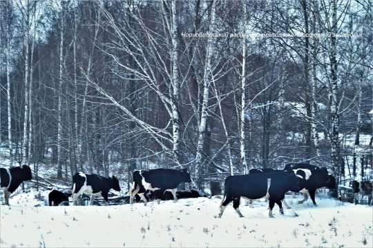 Науковці у Чорнобильському заповіднику вивчають стадо здичавілих корів. ФОТО