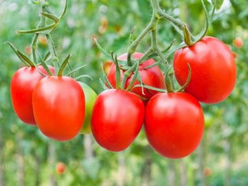 500 кілограмів плодів із сотки землі: волинські фермери тестують нові гібриди томатів-сливок 