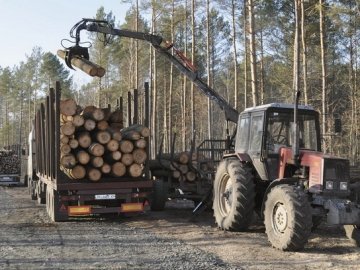 Цуманське лісництво обікрали на «три вагони» деревини