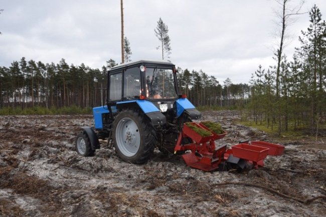 Експеримент: на Волині диво-машина допомагає садити ліс. ФОТО