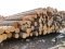 Волинські міліціонери вилучили 8 кубів «незаконної» деревини