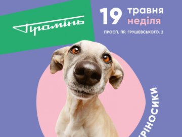 На площі біля луцького «Променя» відбудеться фестиваль безпритульних собак* 